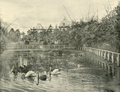 Papyrus Pond, Brisbane Botanical Gardens, 1901. af Unbekannt