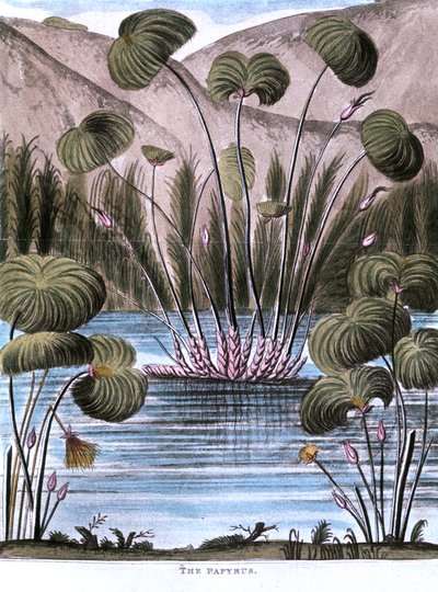 Papyrusrør Cyperus papyrus, 1823 af Unbekannt