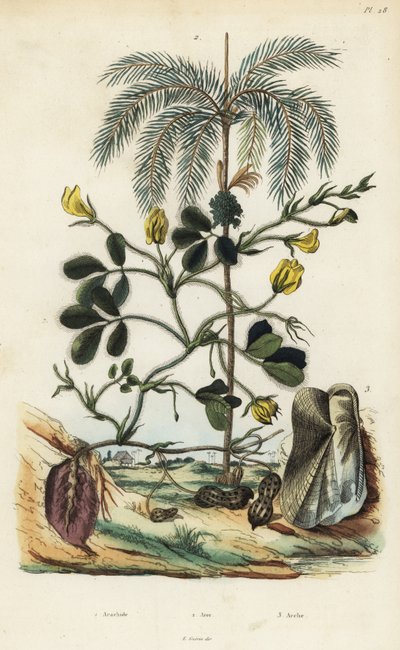 Jordnødde- eller jordnøddeplante, Arachis hypogaea 1, areca-nøddepalme, Areca catechu 2 og toskallede bløddyr Arca semi-torta, Trisidos semitorta 3 af Unbekannt