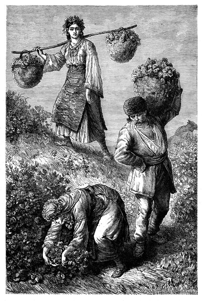Bønder samler roser i Roumelia, c1890 af Unbekannt