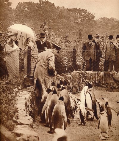 Pingviner på parade for kongen, 1934 1935 af Unbekannt