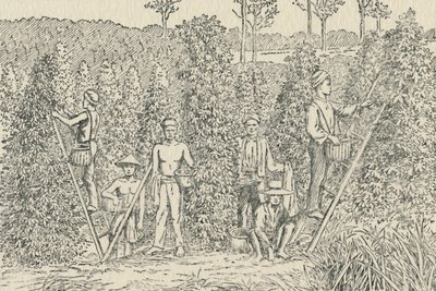 Peberplantage, 1924 af Unbekannt