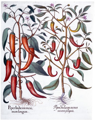 Peberfrugter, 1613 af Unbekannt