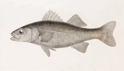 Winding Perch, tæt på af Unbekannt