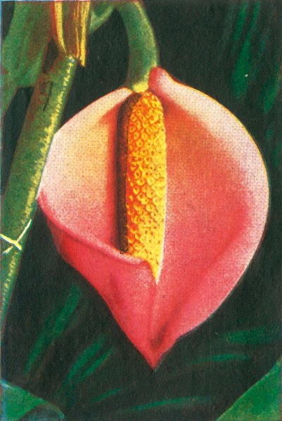 Philodendron, c1928. af Unbekannt