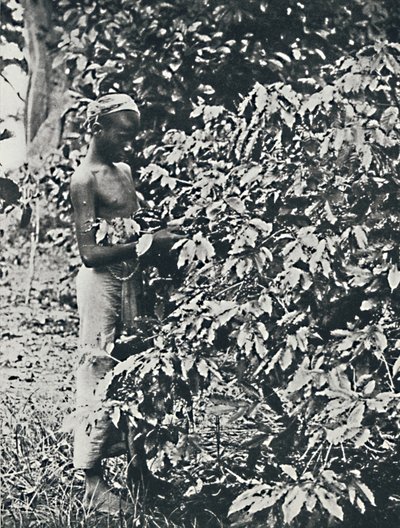 Plukker kaffe, 1916 af Unbekannt