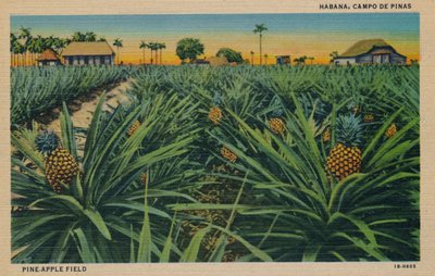 Pine-Apple Field - Havana, Campo De Pinas, c1910 af Unbekannt