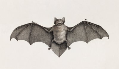 Pipistrelle flagermus, flagermus i Egypten af Unbekannt