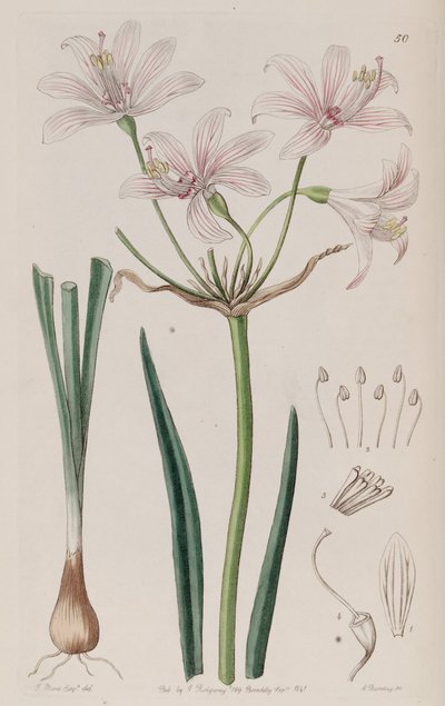 Placea ornata af Unbekannt