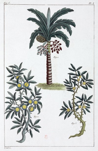 Lægeplanter, Kina af Unbekannt