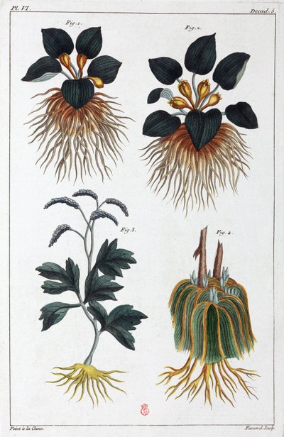 Lægeplanter, Kina af Unbekannt