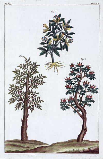 Lægeplanter, Kina af Unbekannt