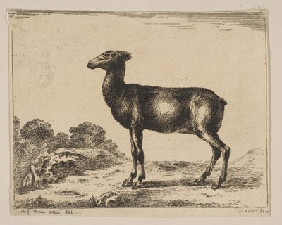 Tavle 15: doe, fra Diverse dyr Diversi animali, efter 1641. af Unbekannt