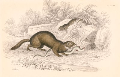 Polecat Mustela putorius, medlem af væselfamilien, 1828 af Unbekannt