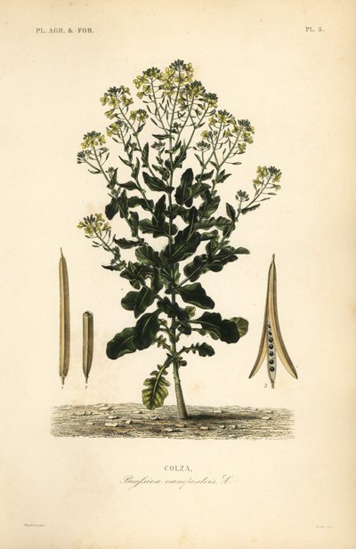 Polsk raps- eller rapsolieplante, Brassica rapa, Brassica campestris, Colza af Unbekannt