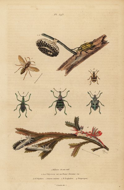 Polistes gallicus, papirhveps og bo, blåsnudebille, Eupholus schoenherri, rodsnudebille, Diaprepes abbreviatus, Polycera søsnegle, Ancula gibbosa, Atlantic ancula, på tang af Unbekannt