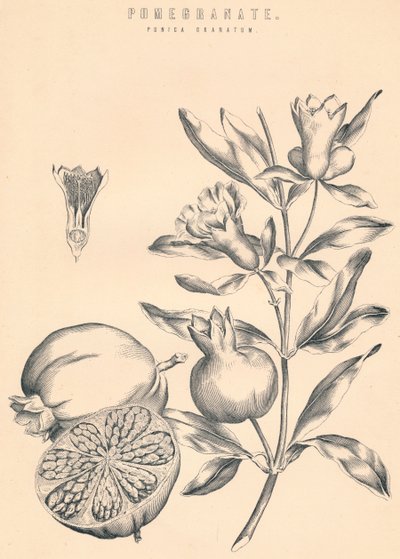 Granatæble, c1800-tallet af Unbekannt