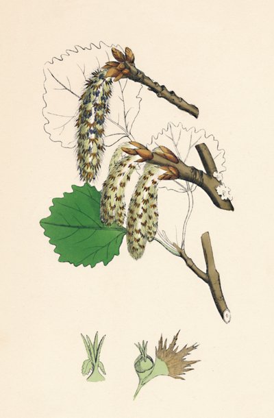 Folket rystede. Aspen, 1800-tallet af Unbekannt