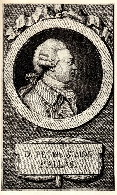 Portræt af zoologen og botanikeren Peter Simon Pallas 1741-1811, begyndelsen af det 19. af Unbekannt