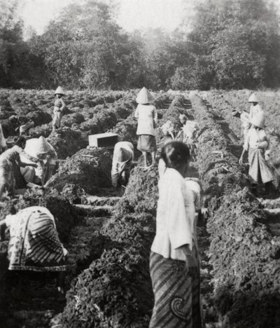 Klargøring af kunstvandingskanaler på en sukkerplantage, Java, Hollandsk Ostindien, 1927 af Unbekannt