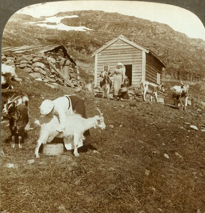 Smukke norske piger, der passer køer og geder på Haukeli Mts, Norge, c1905. af Unbekannt