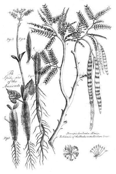 Prosopis Aculeata, 1799 af Unbekannt