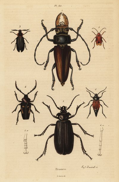 Psalidognathus friendii 1, Madre de la Culebra, Acanthinodera cumingii 2, Allocerus dilaticorne 3, Callipogos barbatus 4, Anacolus sanguineus 5 og Prionus flavipennis 6 af Unbekannt
