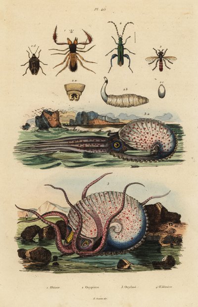 Pseudoskorpion, Chthonius orthodactylus 1, Octyptera bicolor 2, tuberkulær pelagisk blæksprutte, Ocythoe tuberculata 3 og falsk oliebille, Oedemera nobilis 4 af Unbekannt
