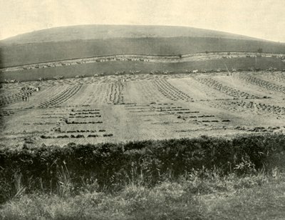 Reaper & Binder Competition, Mount Blowhard, nær Ballarat, 1901. af Unbekannt