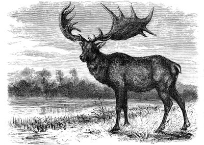 Rekonstruktion af den irske elg Megaloceros, c1880 af Unbekannt