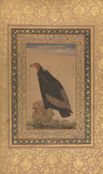 Red-Headed Vulture, Folio fra Shah Jahan Album, recto og verso: begyndelsen af det 19. århundrede. af Unbekannt