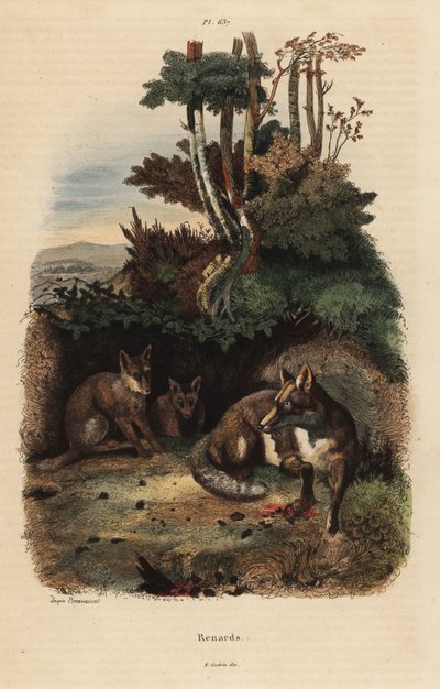 Rødræve, Vulpes vulpes, uden for en hule af Unbekannt