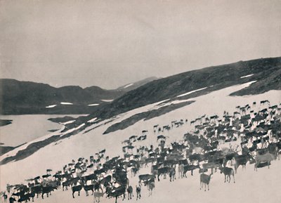 Rensdyr på bjergene, 1914. af Unbekannt