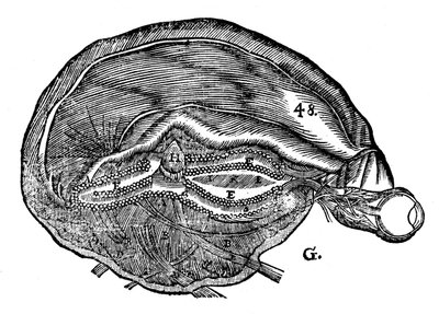 Rene Descartes diagram over den menneskelige hjerne og øje, 1692 af Unbekannt