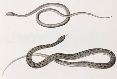 Krybdyr: to nærbilleder af illustrationer af slanger af Unbekannt