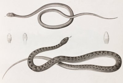 Krybdyr: to nærbilleder af illustrationer af slanger af Unbekannt