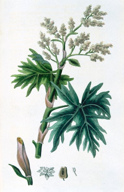 Rabarber, 1823 af Unbekannt