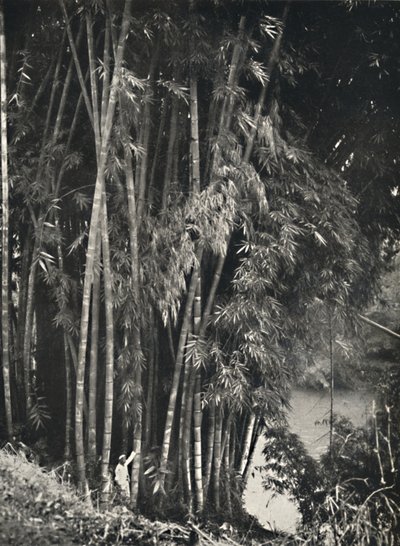 Riesenbambus Dendrocalamus giganteus i Peradeniya bei Kandy, 1926 af Unbekannt
