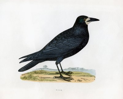 Rook, c1800-tallet af Unbekannt