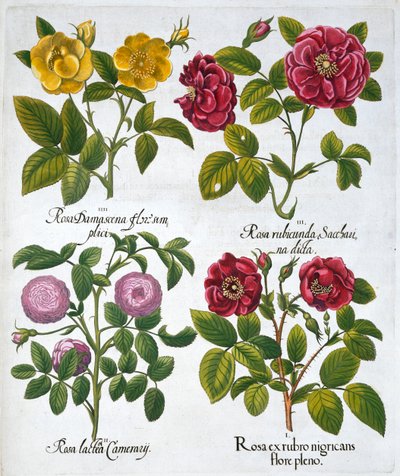 Roser, 1613 af Unbekannt