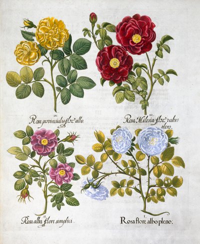 Roser, 1613 af Unbekannt