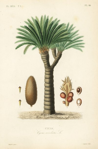 Sagopalme, konge sago, sago cycad eller japansk sagopalme, Cycas revoluta, Cycas af Unbekannt