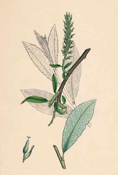 Salix phylicifolia, var. radikanere. Tebladesalg, var. a., 1800-tallet af Unbekannt