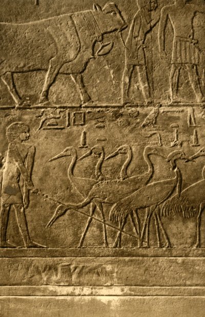 Saqqara - Tomb of Ti Mural Paintings, c1918-c1939. af Unbekannt