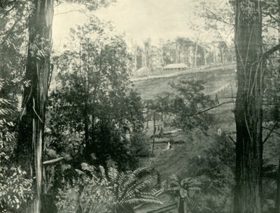 Scene ved Upper Gembrook, Victoria, 1901. af Unbekannt