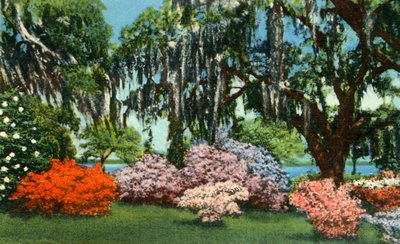 Scene i Belle Isle Gardens, nær Georgetown, S.C., 1942. af Unbekannt