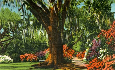 Scene i Magnolia Gardens, nær Charleston, S.C., 1942. af Unbekannt