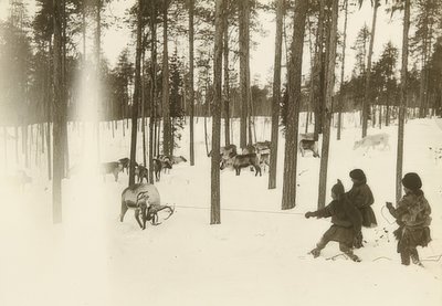 Sverige. Rag (frø), når man fanger et rensdyr. Omkring 1900 af Unbekannt