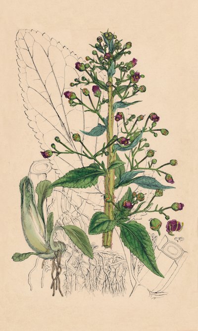 Scrophularia Ehrharti. Ehrharts Water-Betony, 1800-tallet af Unbekannt