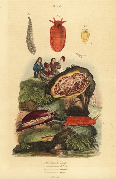 Søsnegle: Pleurobranchus reticulatus 1, Berthellina citrina 3, Pleurobranchus peronii 2,4 af Unbekannt